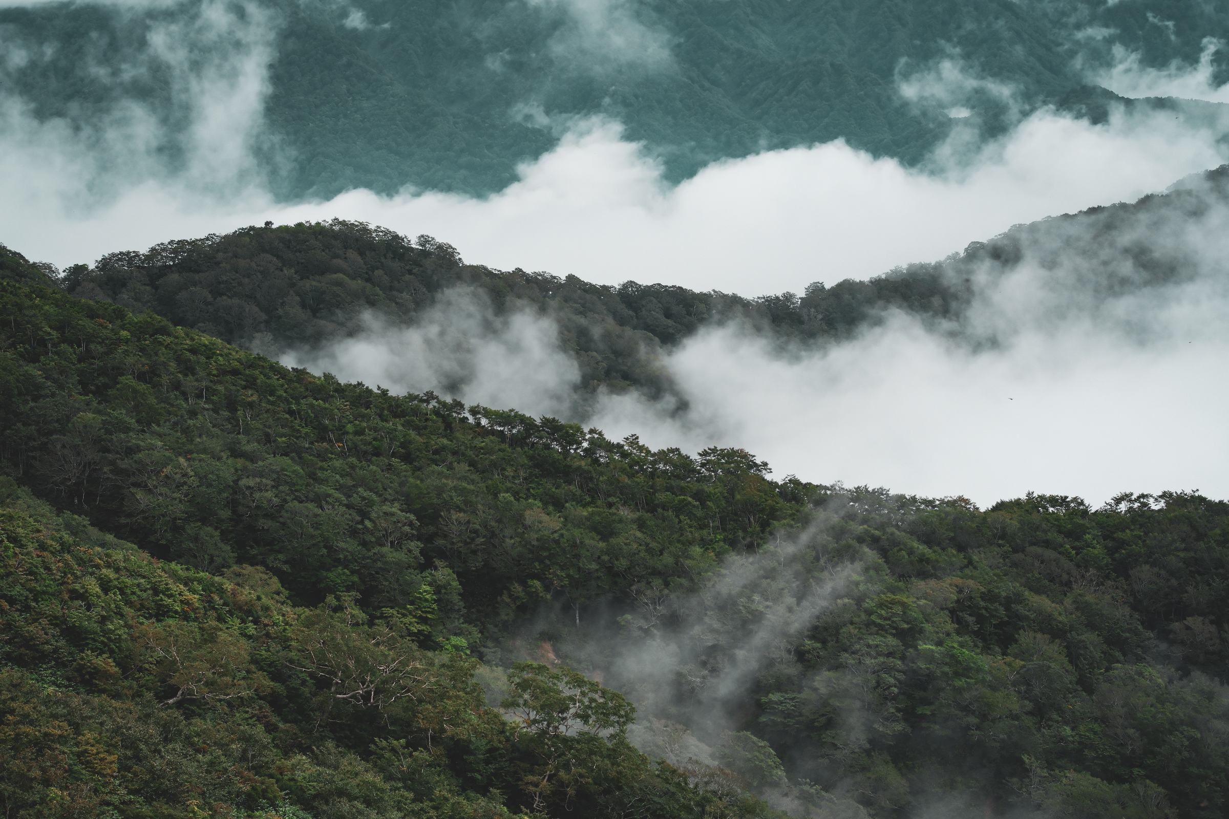 雲が谷を流れる、翌朝の山