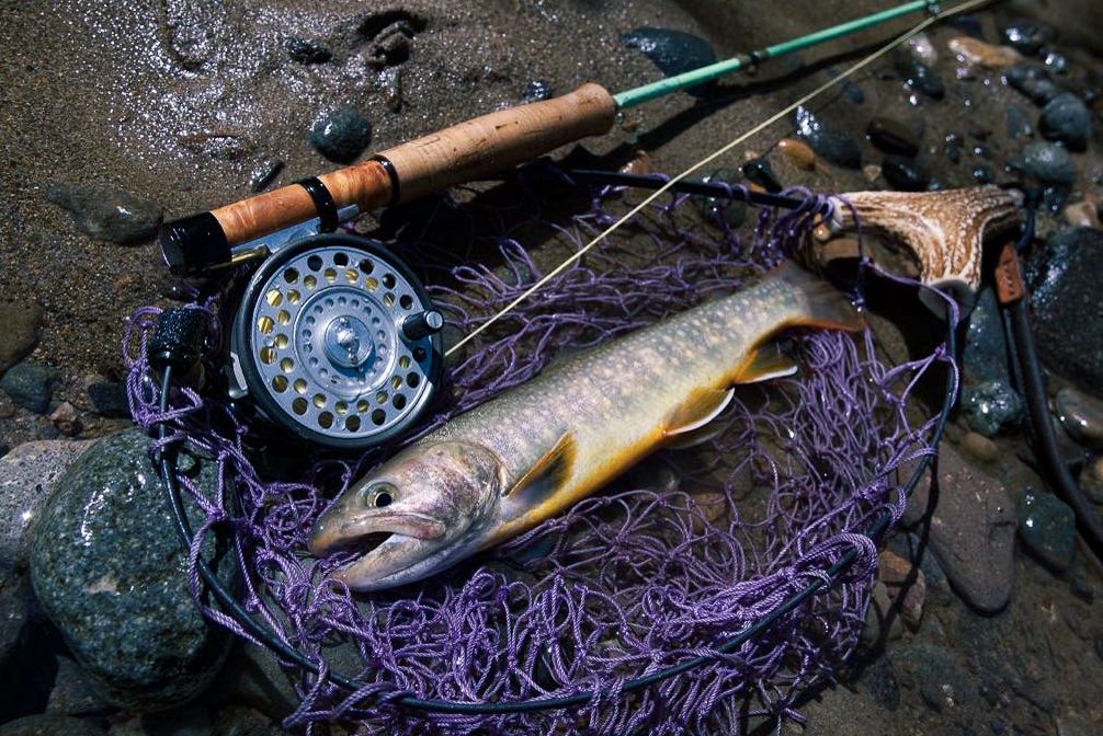 ランディングネットに横たわる岩魚